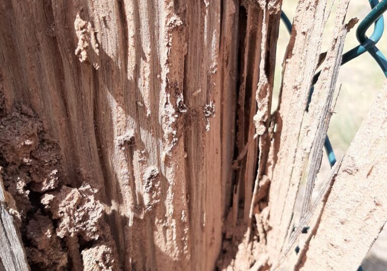 Weathered wooden post with peeling bark.