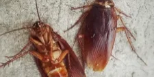Two cockroaches on concrete surface