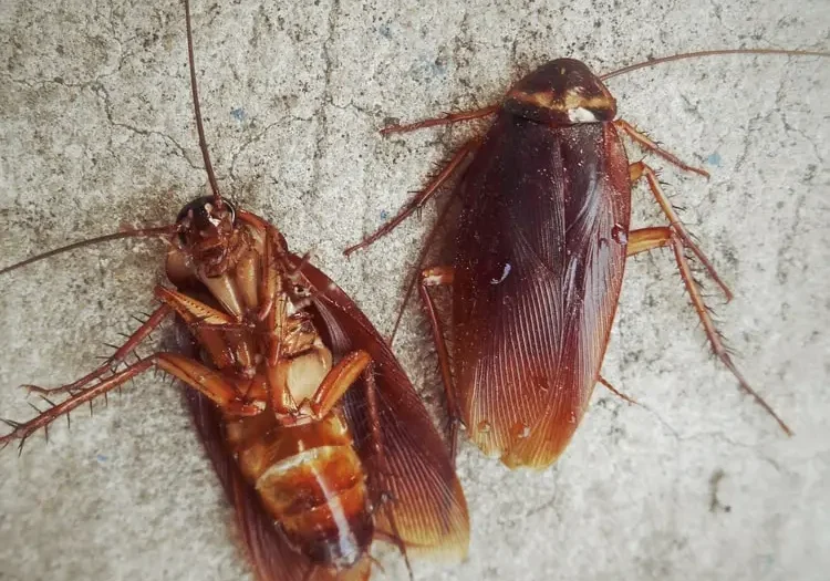 Two cockroaches on concrete surface