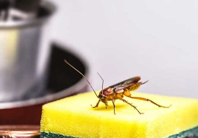 Cockroach on yellow kitchen sponge near sink