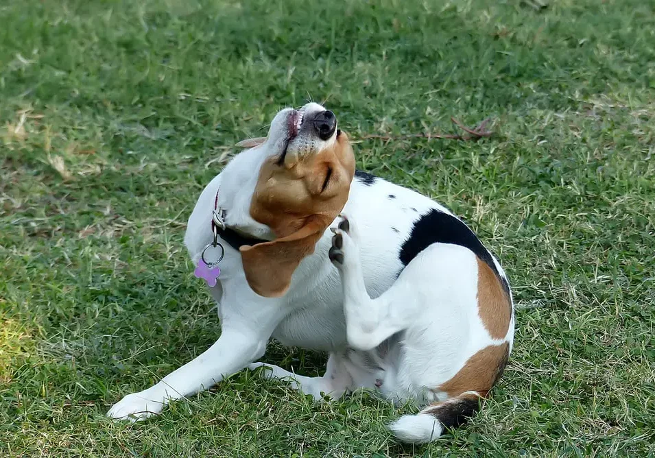 Beagle scratching ear on grass lawn.