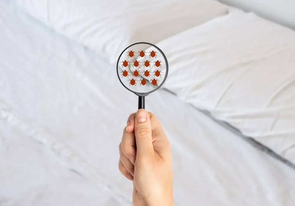Magnifying glass reveals fleas on mattress.