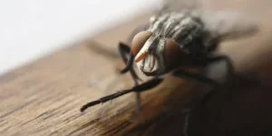 Close up of Fly