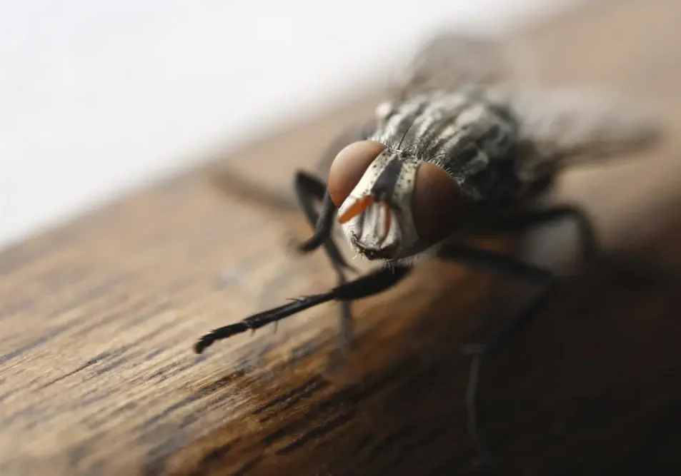 Close up of Fly