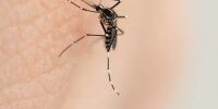 Mosquito on skin