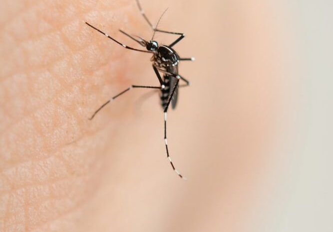 Mosquito on skin