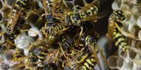 Yellow and black wasps on paper nest
