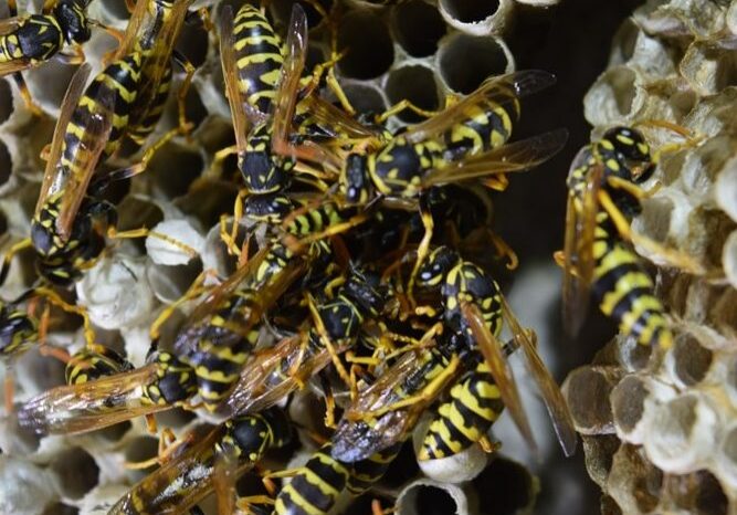 Yellow and black wasps on paper nest
