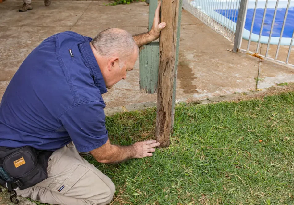 Man inspecting rotten timber post