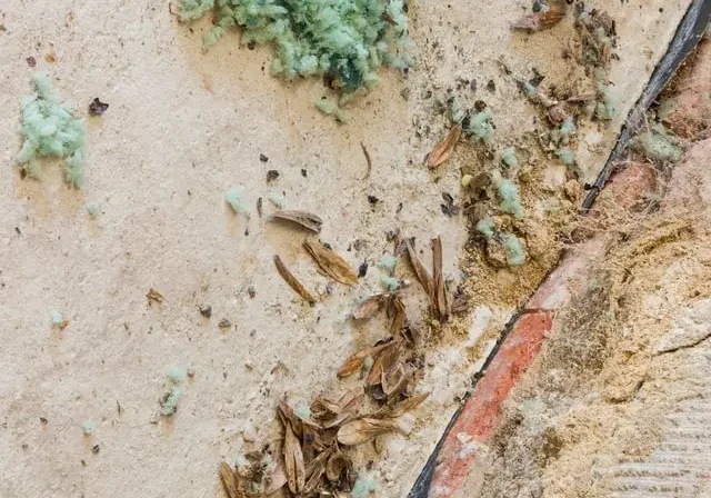 Dirty wall with insulation and insect debris.