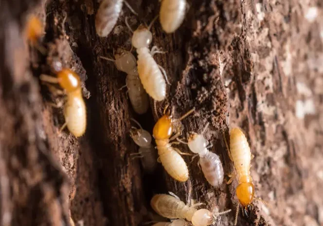 Termites active on timber