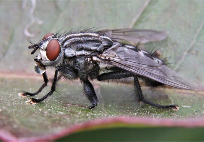 Black fly on a leaf