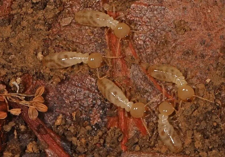 Termites on soil surface, close-up view.