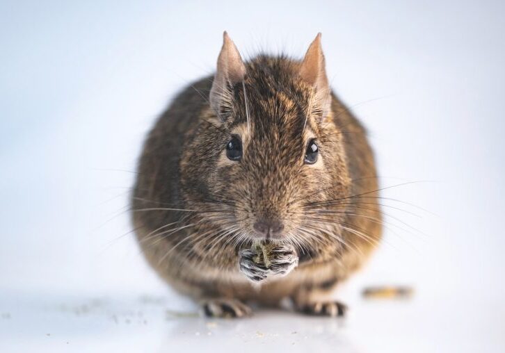 Funny rodent degu
