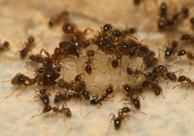 Close-up of ants gathering on food source.