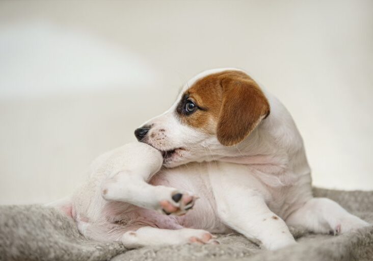 Puppy with scratching himself and bite fleas.