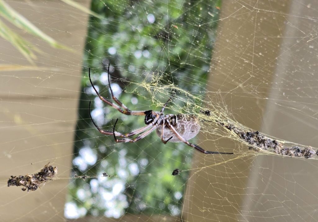 Spider on a web outdoors.