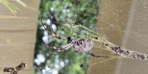 Spider on a web outdoors.