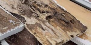 Damaged wood eaten by termites