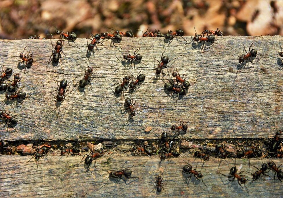 Ants crawling on wooden surface outdoors.