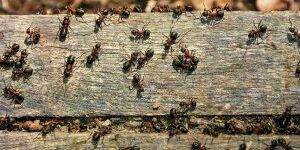 Ants crawling on wooden surface outdoors.
