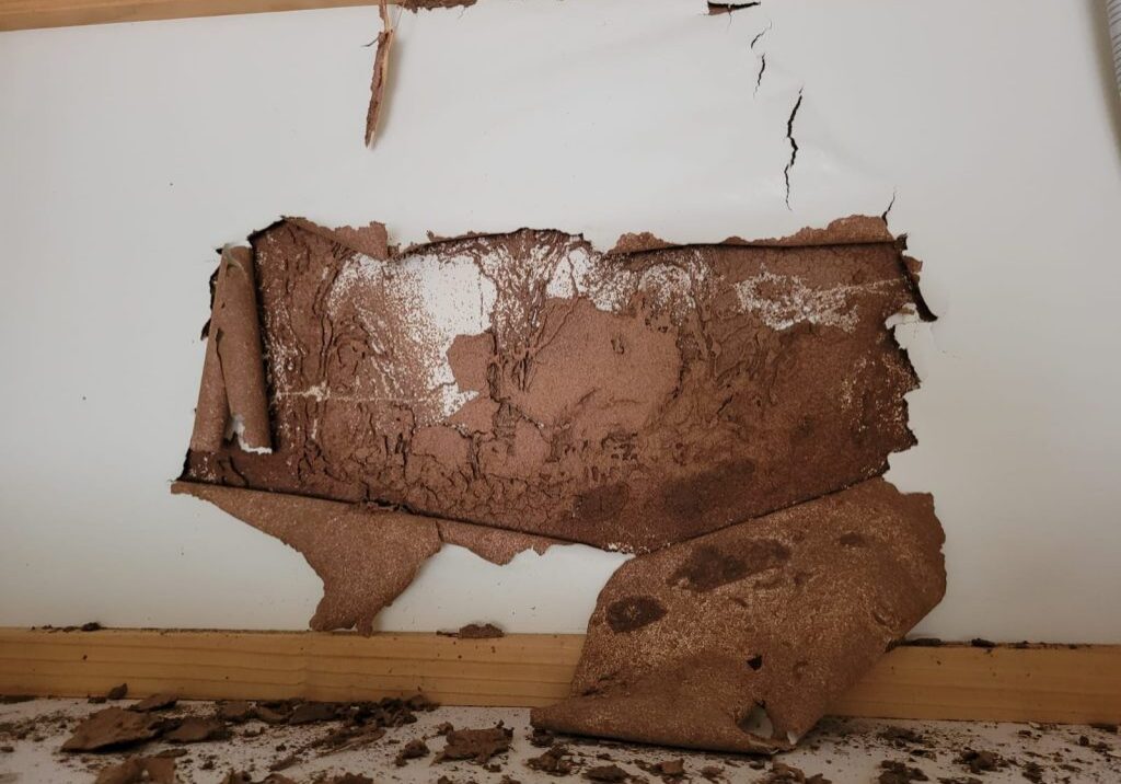 Termite damage on wall with peeling paint