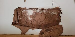 Termite damage on wall with peeling paint