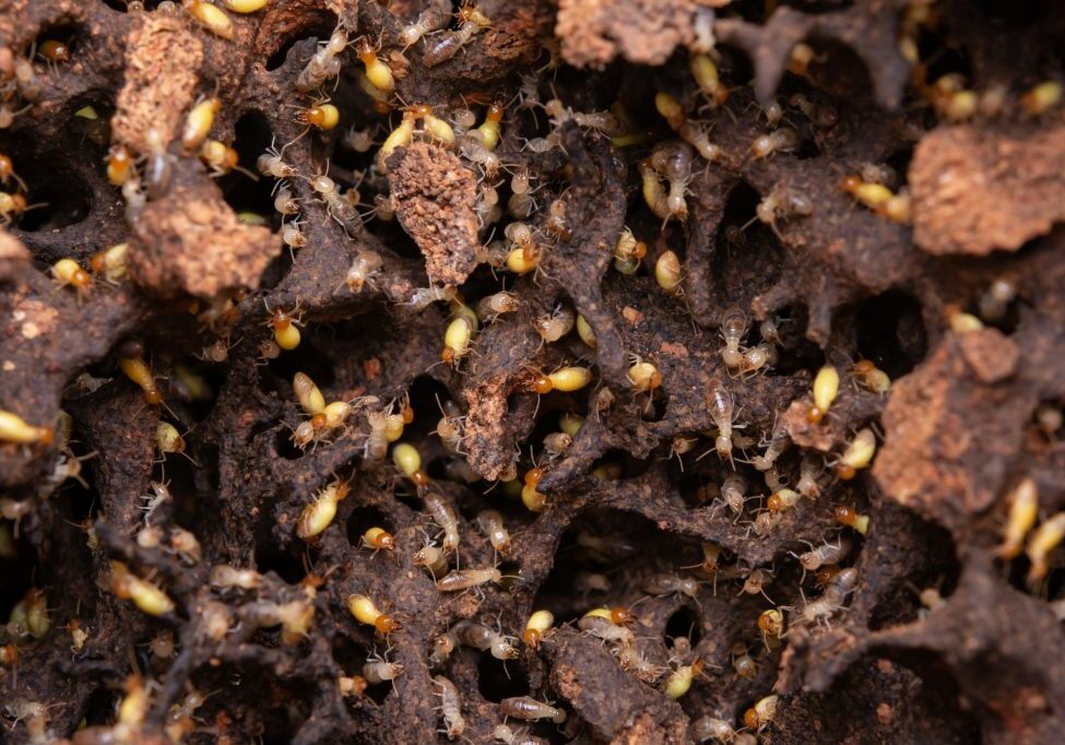 Termites eat wooden planks. Damage of a wooden house from termites