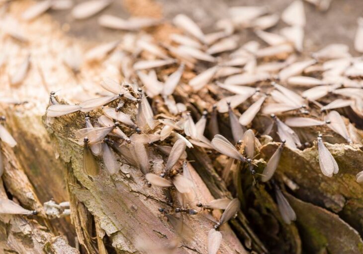 Winged individuals of termite